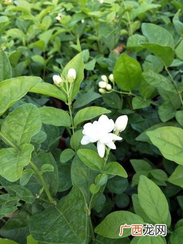 美国茉莉花盆太深 茉莉属于深根花卉吗