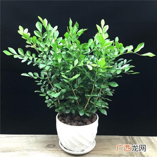 美国茉莉花盆太深 茉莉属于深根花卉吗