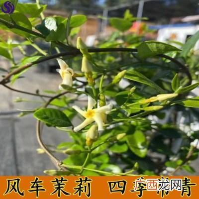 美国茉莉花盆太深 茉莉属于深根花卉吗
