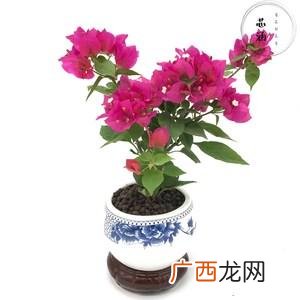 盆栽木本花卉大全 木本家养花卉图片大全