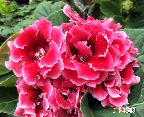 大岩桐花图片欣赏 哪里有卖大岩桐花卉