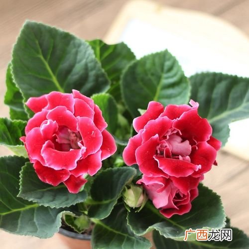 大岩桐花图片欣赏 哪里有卖大岩桐花卉