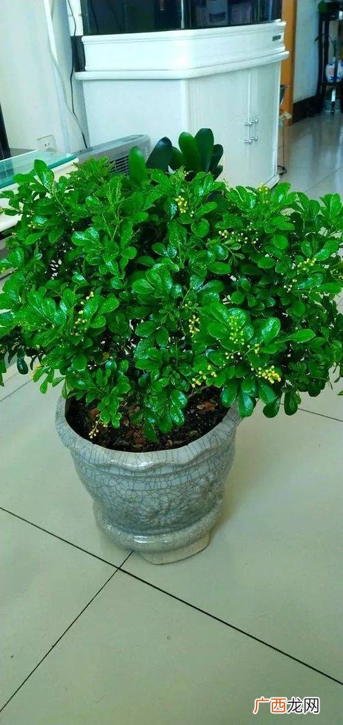 喜酸性植物花卉大全 哪些花卉喜欢碱性土壤