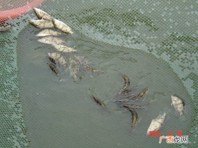 小型养殖养什么比较好 最容易养殖的水产品