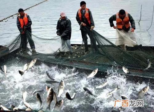 小型养殖养什么比较好 最容易养殖的水产品