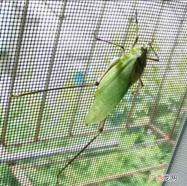 纺织娘是什么动物（纺织娘昆虫主要吃什么东西