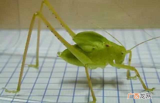 纺织娘是什么动物（纺织娘昆虫主要吃什么东西