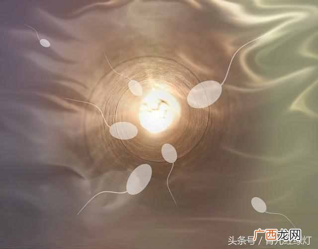 胚芽发育成什么器官(胚芽发育到宝宝的过程是