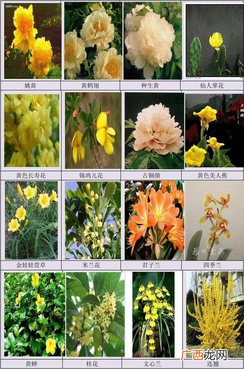 盆景图片大全欣赏 漂亮的植物花卉图片大全图片大全图片大全