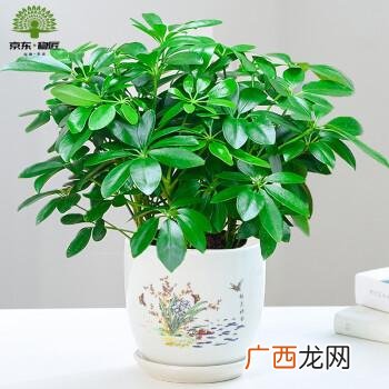 盆景图片大全欣赏 漂亮的植物花卉图片大全图片大全图片大全