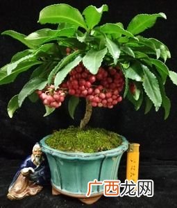 盆景图片大全欣赏 漂亮的植物花卉图片大全图片大全图片大全
