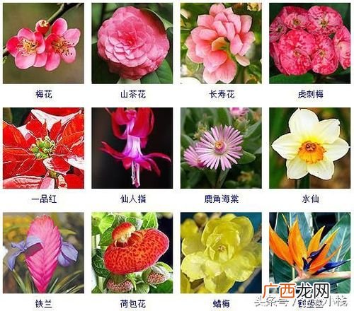 美丽的花卉图片大全 漂亮花卉图片大全图片