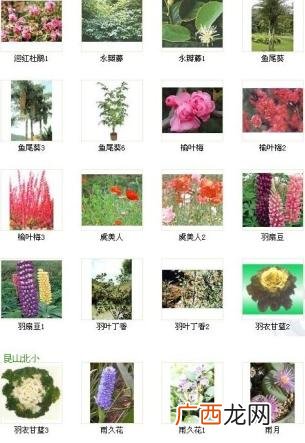 美丽的花卉图片大全 漂亮花卉图片大全图片