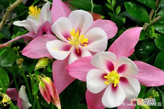 各种漂亮的花图片大全 漂亮花卉图片大全图片大全图片大全图片