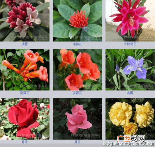 各种漂亮的花图片大全 漂亮花卉图片大全图片大全图片大全图片
