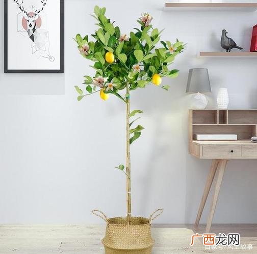 盆栽花卉图片大全集 柠檬花卉图片大全集
