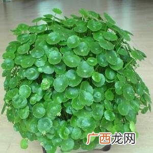 盆栽花卉市场 盆栽花卉的土壤