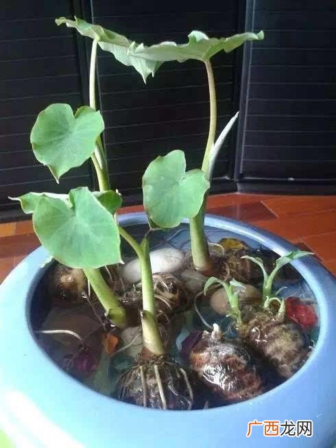 盆栽花卉市场 盆栽花卉的土壤