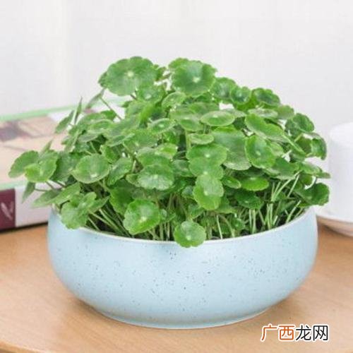 盆栽花卉市场 盆栽花卉的土壤