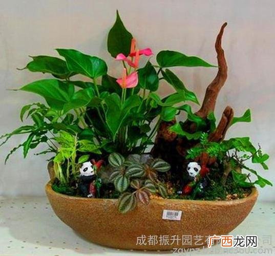 植物多久换一次土 盆栽花卉几年换土