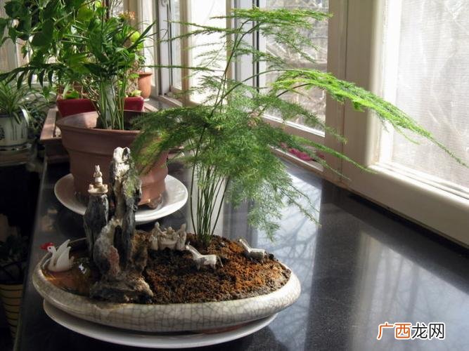 文竹的寓意 盆栽花卉文竹