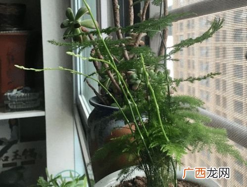 文竹的寓意 盆栽花卉文竹