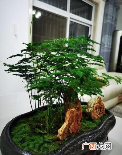 文竹的寓意 盆栽花卉文竹