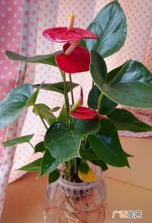 常见的木本花卉图片及名称 盆栽木质大型花卉图片大全