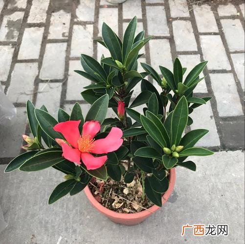 常见的木本花卉图片及名称 盆栽木质大型花卉图片大全