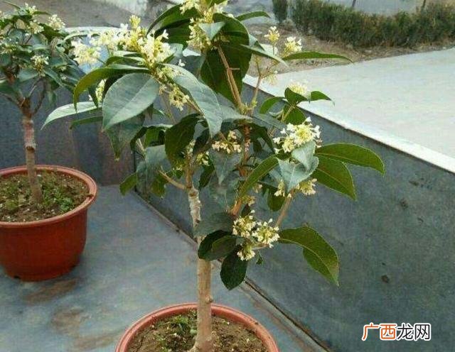 小盆栽植物图片 盆栽小叶花卉品种图片大全