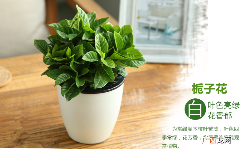 小盆栽植物图片 盆栽小叶花卉品种图片大全