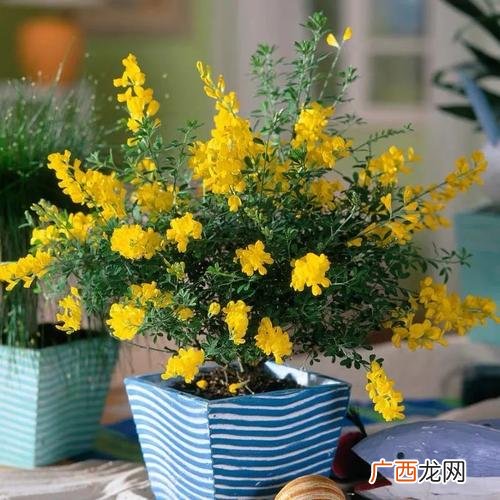 盆栽花卉 盆栽有香味的花卉