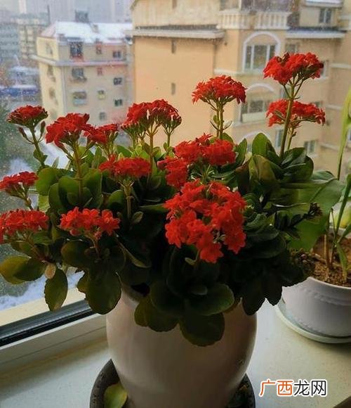 盆栽花卉 盆栽有香味的花卉