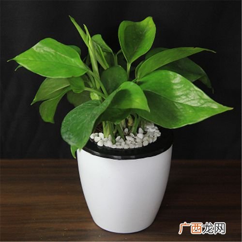 盆栽花卉 盆栽有香味的花卉