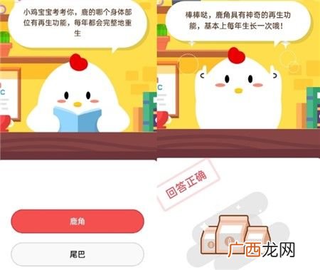 鹿的哪个身体部位有再生功能,每年都会完整地重生?