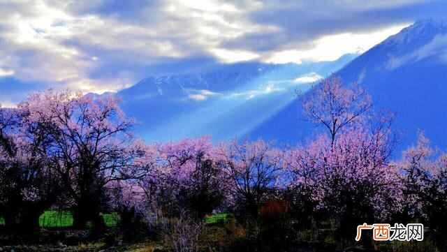 春天看桃花穿什么衣服（去西藏看桃花需要准备