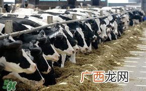 奶粉哪个国家的最好？奶粉哪个国家的奶源好？