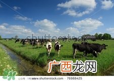 奶粉哪个国家的最好？奶粉哪个国家的奶源好？