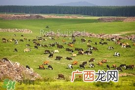 奶粉哪个国家的最好？奶粉哪个国家的奶源好？