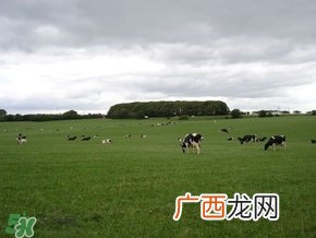 奶粉哪个国家的最好？奶粉哪个国家的奶源好？