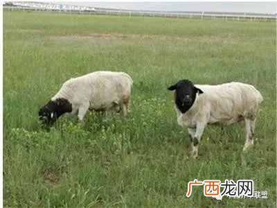 养羊的利润是多少分析 农村养羊赚钱吗