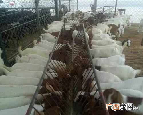 养羊的利润是多少分析 农村养羊赚钱吗