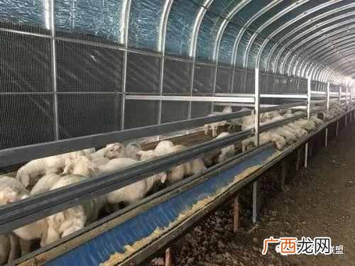 养羊的利润是多少分析 农村养羊赚钱吗