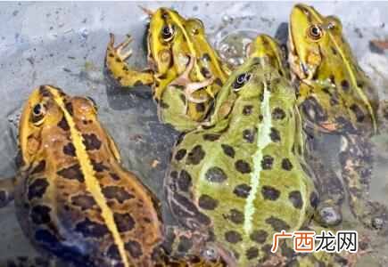 最好用什么养青蛙（人工养殖青蛙需要准备什么