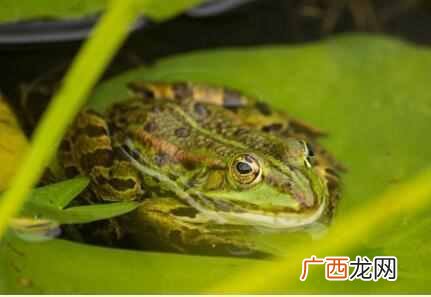 最好用什么养青蛙（人工养殖青蛙需要准备什么