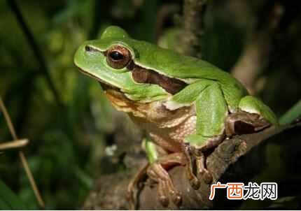 最好用什么养青蛙（人工养殖青蛙需要准备什么