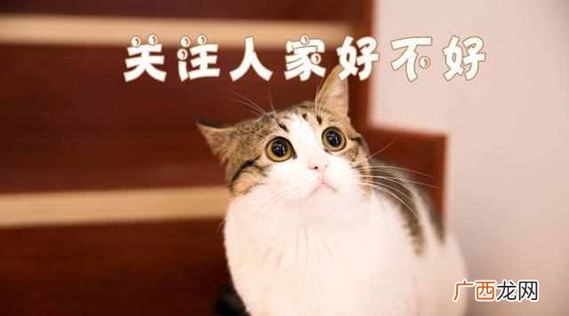 芝士芒芒什么时候出的（自己怎么做出好吃的额