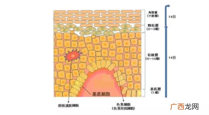 这3种去痘疤的方法有效 快速去痘疤的方法