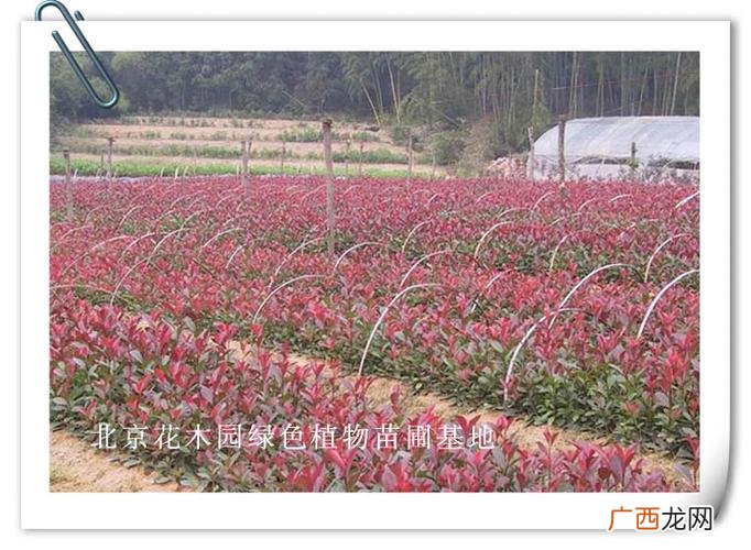 江苏花卉基地 通州苗圃花卉