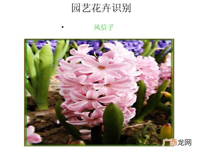 图片搜索植物 图片搜索花卉